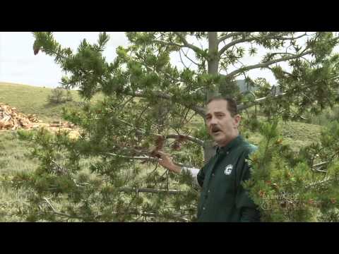 Video: Liečba pľuzgierovej hrdze bielej borovice – ako rozpoznať a opraviť symptómy pľuzgierovej hrdze na borovici
