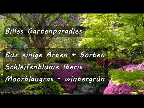 🌺 Billes Gartenparadies  Pflege/Gestaltung, Bux einige Arten + Sorten, Schleifenblume-, Moorblaugras