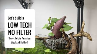 Let's build a Low-tech No-filter Sweet Potato Aquarium (Walstad Method)