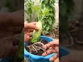 🥒 One Cucumber Plant Growing SO MANY Cucumbers! 😱🌱 | Amazing Gardening #Shorts