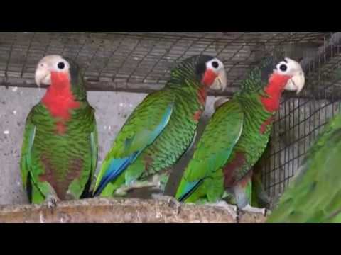 Video: Derbyan Parakeet