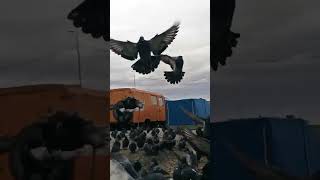 Голуби
