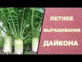 🌿ЛЕТНЕЕ ВЫРАЩИВАНИЕ ДАЙКОНА