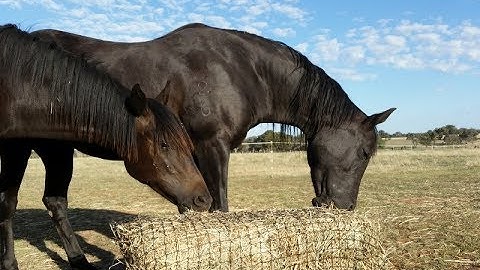 Filling a Large GutzBusta Slow Feed Hay Net - SUPER EASY with new design
