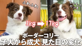 子犬から成犬 ふわふわ子犬が立派な成犬になるまでのビフォーアフター ボーダーコリー Until A Fluffy Puppy Becomes A Great Adult Dog Youtube