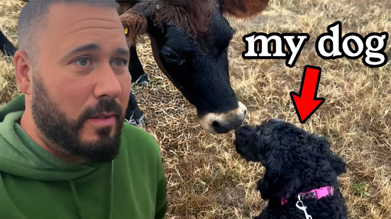 Are Cows Aggressive With Dogs YouTube are-cows-aggressive-with-dogs-youtube