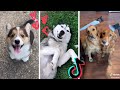 Dogs Doing Funny Things Tik Tok ~ Cute Puppies TIKTOK Compilation