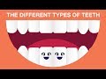 WHAT ARE THE DIFFERENT TYPES OF TEETH?