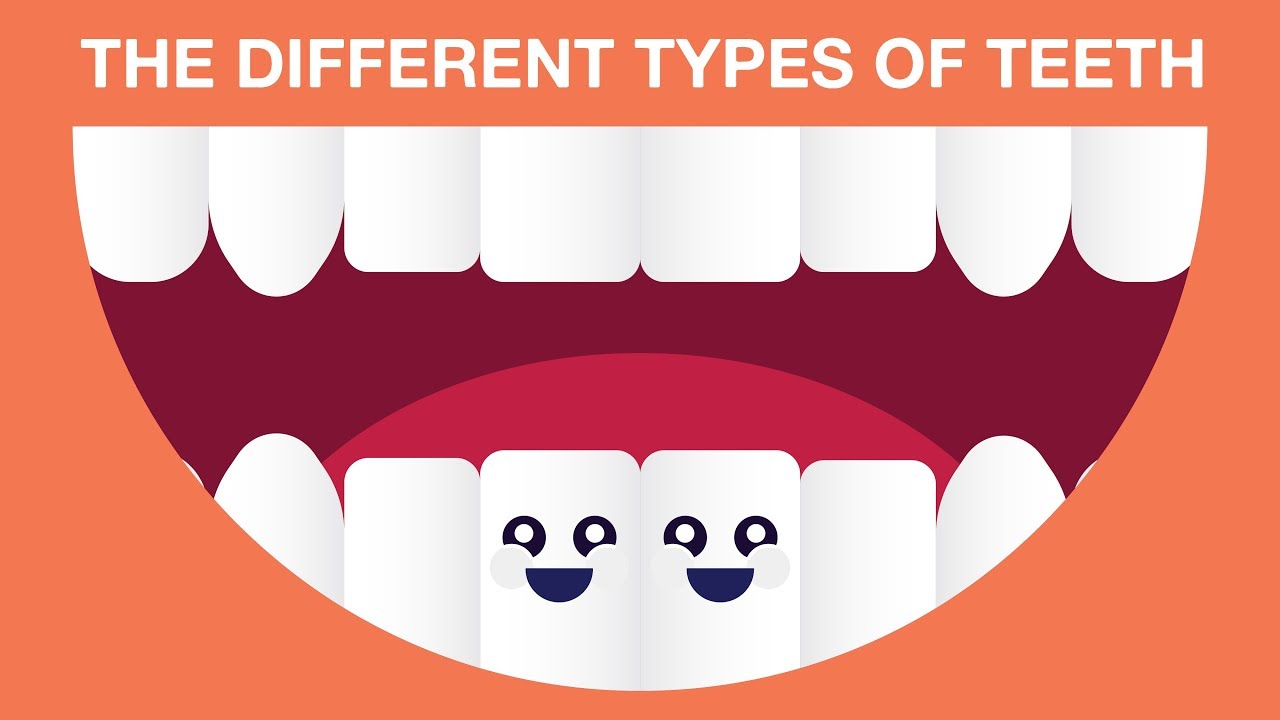 What Are The Different Types Of Teeth?