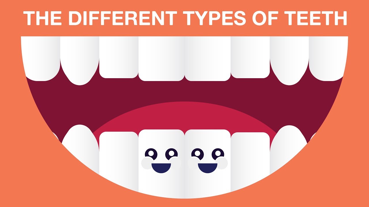 what are canine teeth called in humans