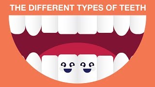 WHAT ARE THE DIFFERENT TYPES OF TEETH?