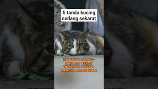 5 tanda kucing sedang sekarat #shorts #kucing #kucinglucu #cat #catlovers