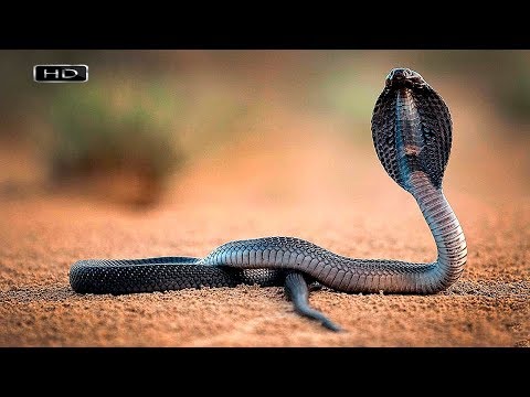 Тишина и покой когда она осматривает своё царство - Королевская Кобра