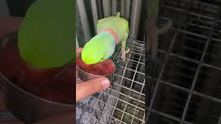 Pippo Drinking Refreshment rohafza  parrot pets alexander pippupixy5202