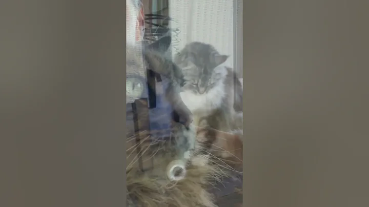 Video 7208281: mains coon cat mainecoon, mainecoon cat pet animal, fluffy maine coon cat, maine coon cat facts, maine coon cat amazing