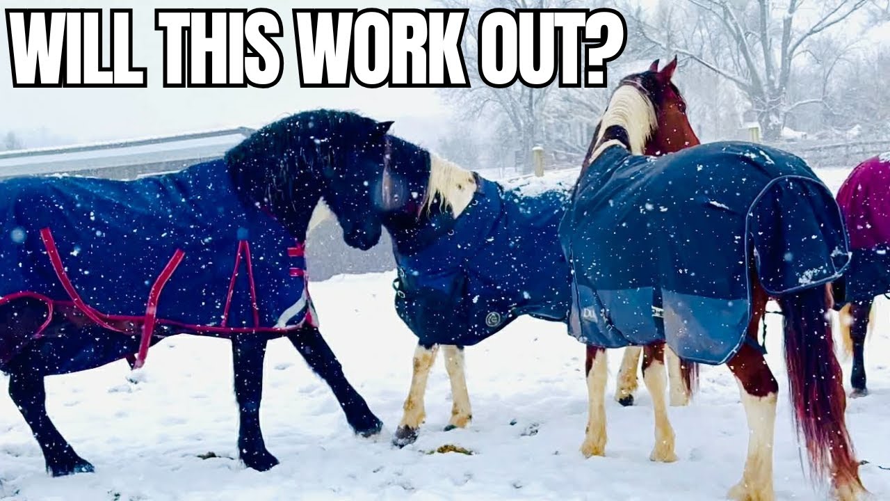 Мне нужно отделить всё своё стадо…