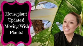 Houseplant Updates!!!! How My 200'ish Houseplants Did Through Moving To A New House! 😬 by Plants Pots & What-Nots 6,346 views 1 year ago 58 minutes