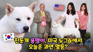 진돗개 용맹이, 미국 도그쇼에서 오늘은 과연 몇등? Korea Jindo ‘Yongmaeng’ wins at AKC Dog Show! | PrinceJindo 진돗개 왕자님