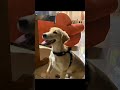 Epic Funny Moments with Pets & Babies 🤣”#shorts #funny #animals