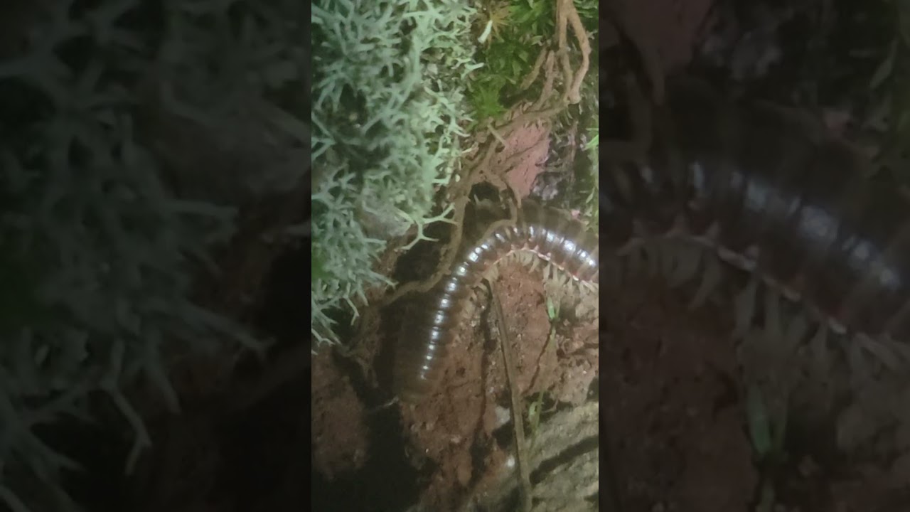 My Marble salamander name "Rocky" in the hatchery vivarium.