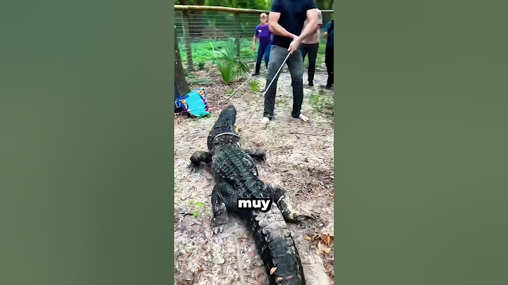 ¡Cocodrilo en la piscina! 🐊