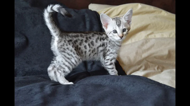 Watch the video about F2 Savannah Kitten playing