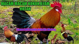 Jenis Jenis Kokok Ayam Hutan Merah Sumatra