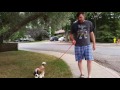 8 Week Old St. Bernard's 1st Walk