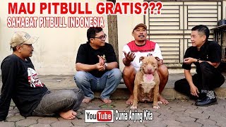 MAU ANJING PITBULL GRATIS?