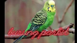 SUARA PIKAT BURUNG PARKIT