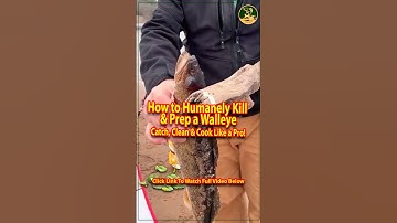 🎣How to Humanely Prep a Walleye   Catch, Clean & Cook Like a Pro!🎣