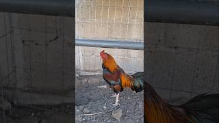 Venta de semental Asil sonatol  #gallofino #chicken #assel #fino #pollo #gallosdecombate #gallosjm
