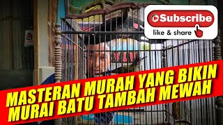 masteran murah yang bikin MATERI MURAI BATU makin mewah