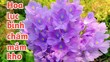 Hoa lục bình chấm với mắm khoWater hyacinth flowers dotted with braised fish sauce-Trong Nguyen Vlog