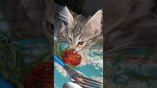 My Hungry Kittens Are Vegan 🍅🥦