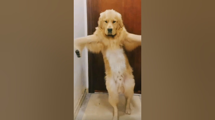 My dog