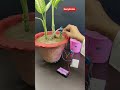 Plant Irrigation System Without Arduino Uno #experiment #plantirrigationsystem #arduinoprojects #diy