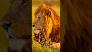 The Big 5 #safari #travel #nature #wildlife #southafrica #wanderlust #explore #Africa #conservation