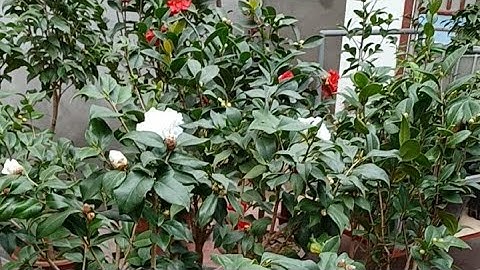 ngu sắc không tước bông lai bạch điểm tuyết phấn cung đình lh 0971045792