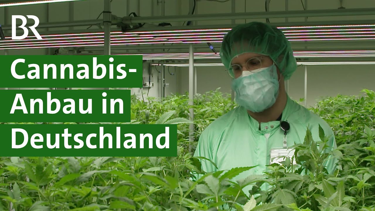 Legalisierung von Cannabis? Anbau von medizinischem Hanf im Hochsicherheitstrakt | Unser Land | BR