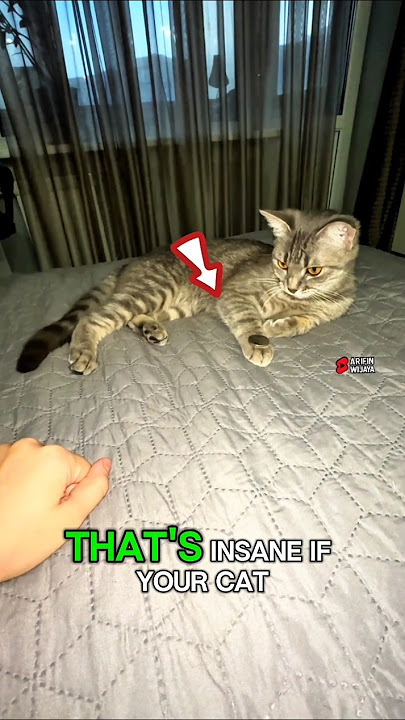 No Way a Cat Just Did That! 😲 #shorts