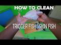 How To Clean Trigger fish | Skin fish
