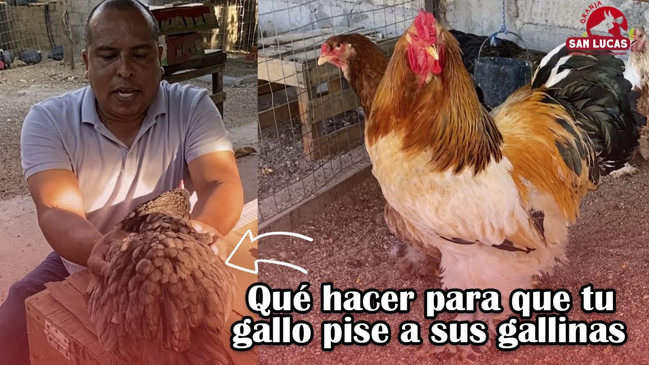 ¿Por qué mi gallo no pisa a las gallinas? | Solución y consejos | Granja San Lucas