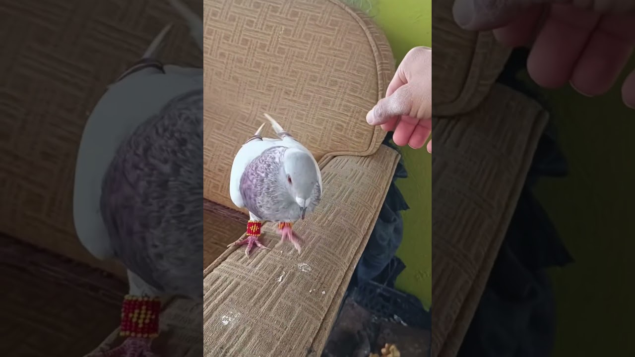 POSTA GÜLLÜ GÜVERCİNLERİ. #güvercin #yavruhayvanlar #osmaniye #pigeon #kabootar #kuslar