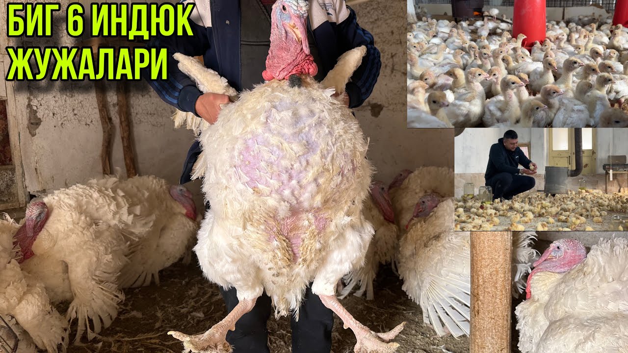 Биг 6 Индюк жўжалари Сезон бошланди.