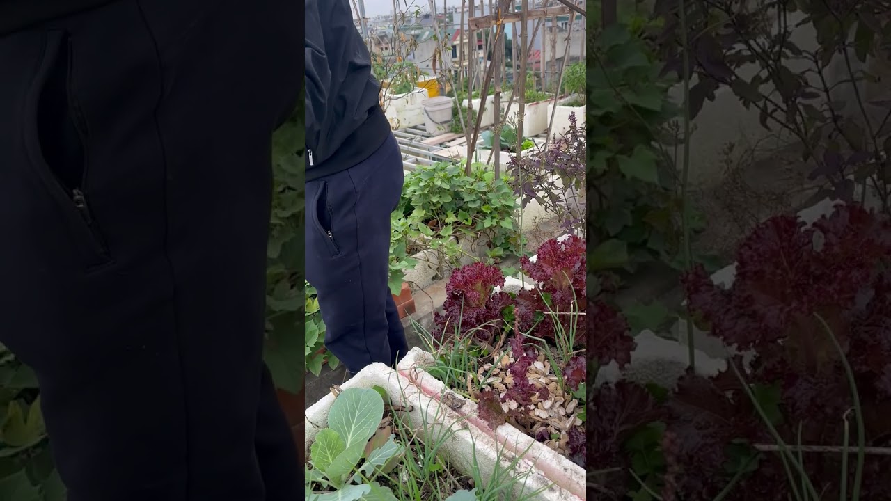 Cải tạo khu vườn phần 1