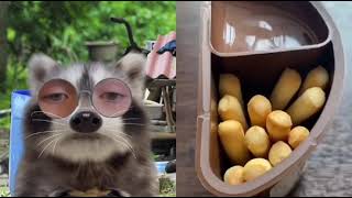 Raccoon Reacts To Satisfying Video By On Tiktok