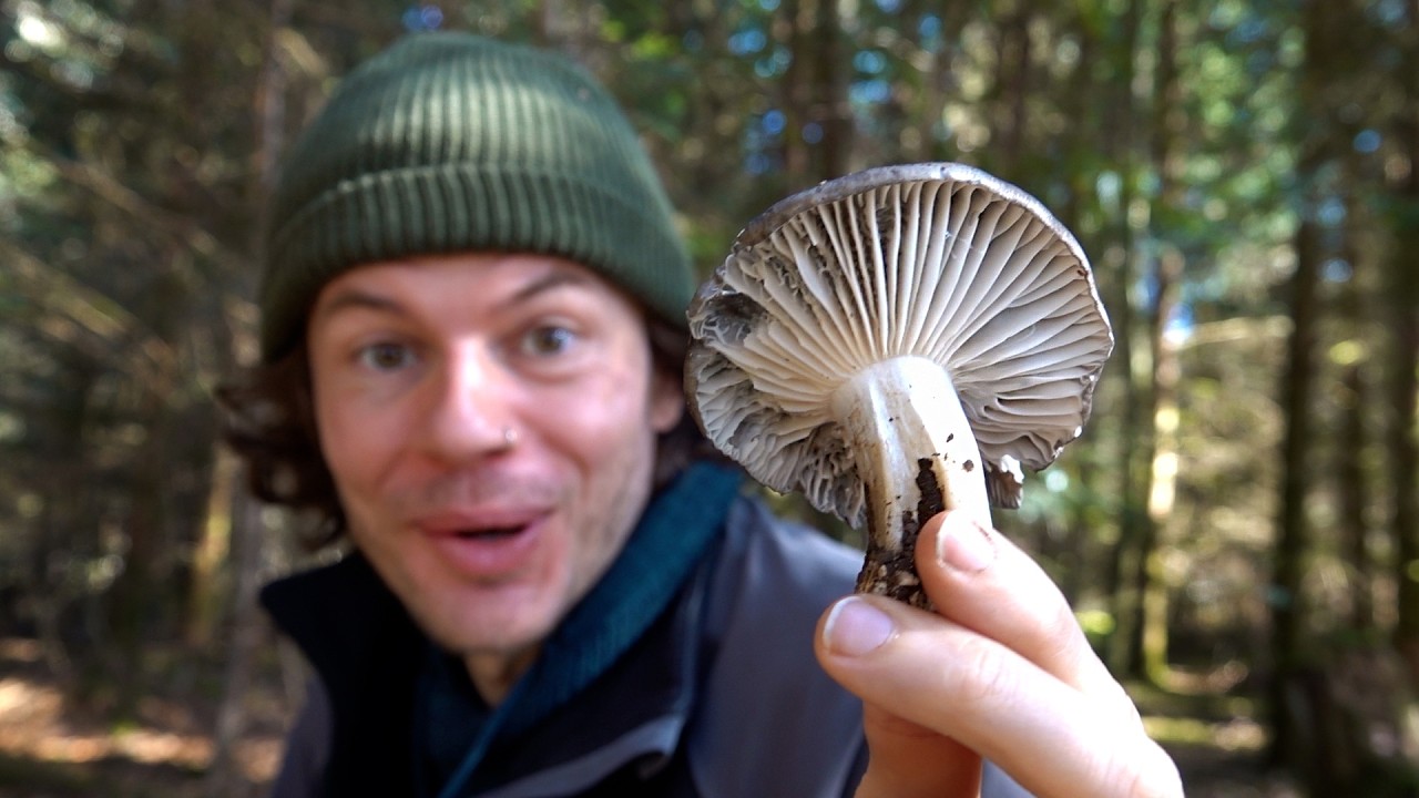 Wildkräuter und der super seltene Märzschneckling im März 2025