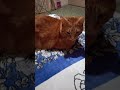 Рудий коте Банді)
