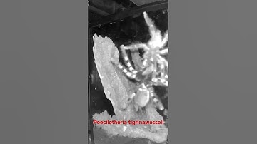 Poecilotheria tigrinawesseli breeding project #tarantula #shorts #shortvideo #fyp #ytshorts #spider